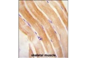 FNIP2 antibody (C-term) (ABIN654611 and ABIN2844311) immunohistochemistry analysis in formalin fixed and paraffin embedded human skeletal muscle followed by peroxidase conjugation of the secondary antibody and DAB staining. (FNIP2 Antikörper  (C-Term))