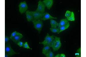 Immunofluorescence staining of Hela cells with ABIN7140070 at 1:133, counter-stained with DAPI. (LRP1 Antikörper  (AA 3924-3942))