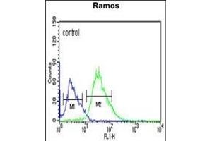 PHTNS Antibody (N-term) (ABIN653952 and ABIN2843174) flow cytometric analysis of Ramos cells (right histogram) compared to a negative control cell (left histogram). (KIAA1949 Antikörper  (N-Term))