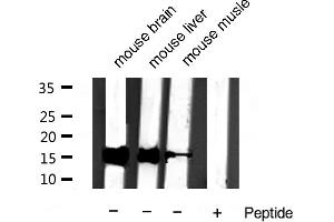 Western blot analysis of extracts of various samples,using Cytochrome c Antibody. (Cytochrome C Antikörper)
