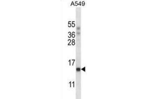 Western Blotting (WB) image for anti-Polymerase (RNA) II (DNA Directed) Polypeptide J, 13.3kDa (POLR2J) antibody (ABIN2997850) (POLR2J Antikörper)