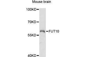 Western blot analysis of extracts of mouse brain, using FUT10 antibody (ABIN6291149) at 1:3000 dilution. (FUT10 Antikörper)