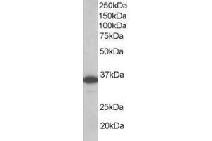 Image no. 1 for anti-Linker For Activation of T Cells (LAT) (AA 258-269) antibody (ABIN296041) (LAT Antikörper  (AA 258-269))