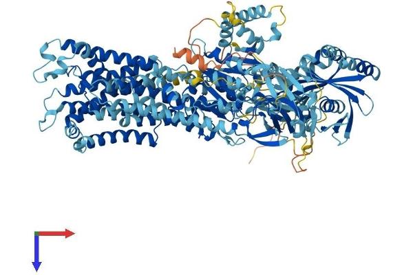 ATP11C Protein (AA 1-1129) (His tag)