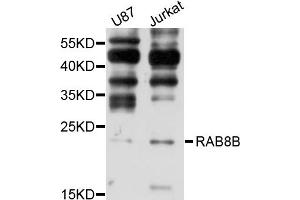 Western blot analysis of extracts of various cell lines, using RAB8B antibody (ABIN1875675) at 1:1000 dilution. (RAB8B Antikörper)