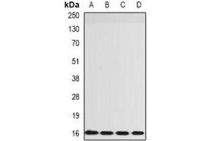 Western blot analysis of RPS14 expression in SW480 (A), HepG2 (B), mouse lung (C), rat spleen (D) whole cell lysates. (RPS14 Antikörper)