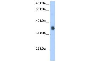 SLC35F2 antibody used at 2.
