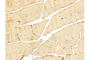 ABIN7094264 and ABIN7098311 at 1/100 staining Mouse muscle tissue by IHC-P. (GNPDA2 Antikörper  (N-Term))