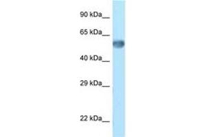 Image no. 1 for anti-Zinc Finger Protein 394 (ZNF394) (C-Term) antibody (ABIN6748078)