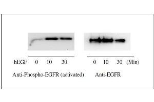 Western blot analysis of extracts from 100 ng/mL hEGF treated A431 cells. (EGFR ELISA Kit)