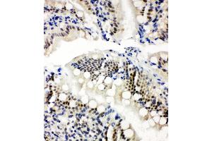 Anti-NRF1 antibody, IHC(P) IHC(P): Rat Intestine Tissue (NRF1 Antikörper  (Middle Region))