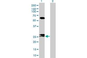 Western Blot analysis of FAM3B expression in transfected 293T cell line by FAM3B MaxPab polyclonal antibody.
