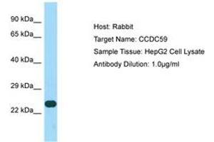 Image no. 1 for anti-Coiled-Coil Domain Containing 59 (CCDC59) (AA 132-181) antibody (ABIN6750166) (CCDC59 Antikörper  (AA 132-181))