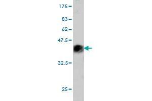 Western Blot detection against Immunogen (37. (GTF2A1 Antikörper  (AA 141-249))