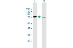 Western Blot analysis of GRHL2 expression in transfected 293T cell line by GRHL2 MaxPab polyclonal antibody. (GRHL2 Antikörper  (AA 1-625))