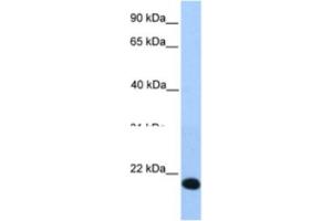 Western Blotting (WB) image for anti-Helt BHLH Transcription Factor (HELT) antibody (ABIN2463334) (HELT Antikörper)