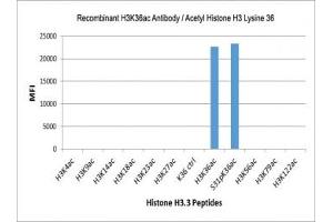 The recombinant H3K36ac antibody specifically reacts to Histone H3 acetylated at Lysine 36 (K36ac) and is not affected by the phosphorylation of neighboring Ser31. (Rekombinanter Histone 3 Antikörper  (acLys36))