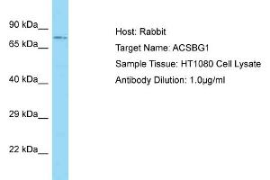Host: Rabbit Target Name: ACSBG1 Sample Type: HT1080 Whole Cell lysates Antibody Dilution: 1.