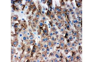 IHC-P: ZO-3 antibody testing of mouse liver tissue (TJP3 Antikörper  (C-Term))