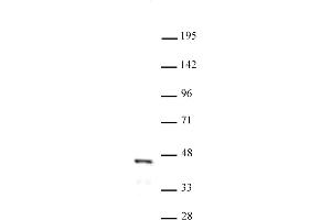 FOXL2 antibody (pAb) tested by Western blot.