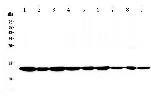 Western blot analysis of Cytochrome C using anti-Cytochrome C antibody . (Cytochrome C Antikörper  (AA 2-105))