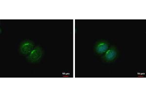ICC/IF Image PCOLCE2 antibody detects PCOLCE2 protein at cytoplasm by immunofluorescent analysis. (PCOLCE2 Antikörper)