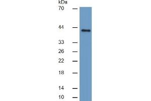 Mouse Capture antibody from the kit in WB with Positive Control: Sample Human Hela cell lysate. (ERK2 ELISA Kit)