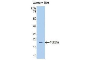 Western Blotting (WB) image for anti-Solute Carrier Family 3 (Activators of Dibasic and Neutral Amino Acid Transport), Member 2 (SLC3A2) (AA 213-349) antibody (ABIN1176275)