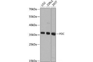 Western blot analysis of extracts of various cell lines using PDC Polyclonal Antibody at dilution of 1:1000. (Phosducin Antikörper)
