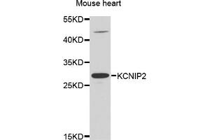 Western blot analysis of extracts of mouse heart, using KCNIP2 antibody.