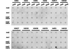 Dot-blot analysis of all sorts of methylation peptidesusing H4R3me2s antibody. (Histone 3 Antikörper  (2meArg3))