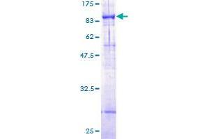 ABCG4 Protein (AA 1-646) (GST tag)