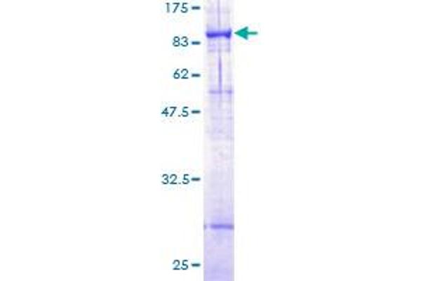 ABCG4 Protein (AA 1-646) (GST tag)