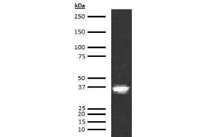 Western Blotting (WB) image for anti-Coagulation Factor III (thromboplastin, Tissue Factor) (F3) antibody (ABIN613833) (Tissue factor Antikörper)