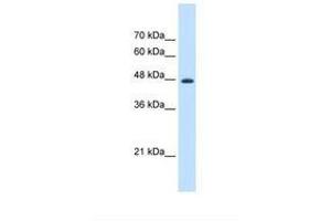 Image no. 1 for anti-Eukaryotic Translation Elongation Factor 1 gamma (EEF1G) (AA 21-70) antibody (ABIN321390) (EEF1G Antikörper  (AA 21-70))