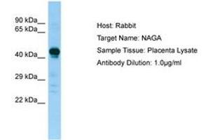 Image no. 1 for anti-N-Acetylgalactosaminidase, alpha (NAGA) (AA 158-207) antibody (ABIN6749968) (NAGA Antikörper  (AA 158-207))
