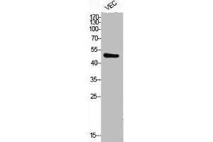 Western Blot analysis of VEC cells using Phospho-ATF-2 (T71) Polyclonal Antibody (ATF2 Antikörper  (pThr71))