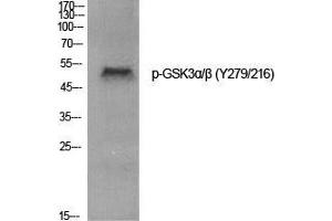 Western Blot (WB) analysis of specific cells using Phospho-GSK3alpha/beta (Y279/216) Polyclonal Antibody. (GSK3 alpha/beta Antikörper  (pTyr216, pTyr279))