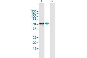 Western Blot analysis of RING1 expression in transfected 293T cell line by RING1 MaxPab polyclonal antibody. (RING1 Antikörper  (AA 1-377))