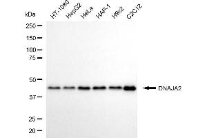Western blotting analysis using DNAJA2 antibody (ABIN7798371). (DNAJA2 Antikörper)