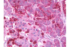 Anti-SIDT2 antibody IHC staining of human pancreas. (SIDT2 Antikörper  (N-Term))