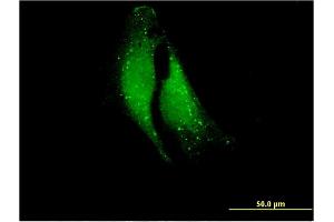 Immunofluorescence (IF) image for anti-Chymotrypsin-Like Elastase Family, Member 1 (CELA1) (AA 159-257) antibody (ABIN515218)