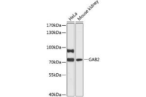 Western blot analysis of extracts of various cell lines, using G antibody (ABIN6130411, ABIN6140869, ABIN6140871 and ABIN6216916) at 1:3000 dilution. (GAB2 Antikörper  (AA 377-676))