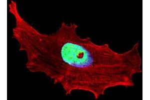 Fluorescent confocal image of MCF-7 cell stained with BHLH3 Antibody (N-term) (ABIN651934 and ABIN2840462). (BHLH3 Antikörper  (N-Term))