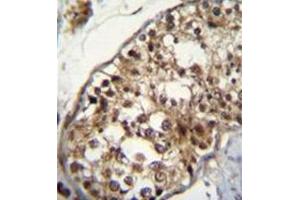 Immunohistochemistry analysis in formalin fixed and paraffin embedded human testis tissue reacted with NUP160 Antibody (Center) followed by peroxidase conjugation of the secondary antibody and DAB staining. (NUP160 Antikörper  (Middle Region))