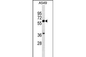 SQLE Antibody (N-term) (ABIN656555 and ABIN2845817) western blot analysis in A549 cell line lysates (35 μg/lane).