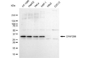 Western blotting analysis using CFAP298 antibody (ABIN7798026). (CFAP298 Antikörper)