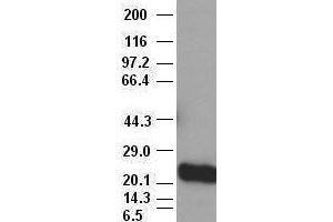 Western Blotting (WB) image for anti-Noggin (NOG) (AA 28-232) antibody (ABIN1491316) (NOG Antikörper  (AA 28-232))