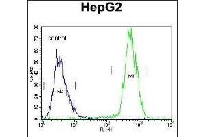 PRRT1 Antibody (Center) (ABIN655188 and ABIN2844804) flow cytometric analysis of HepG2 cells (right histogram) compared to a negative control cell (left histogram). (PRRT1 Antikörper  (AA 240-269))