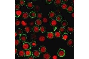 Immunofluorescence Analysis of live Jurkat cells. (CD47 Antikörper)